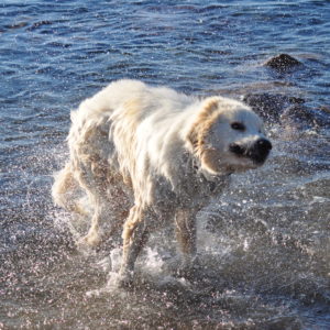 Pyrenäenberghund nass