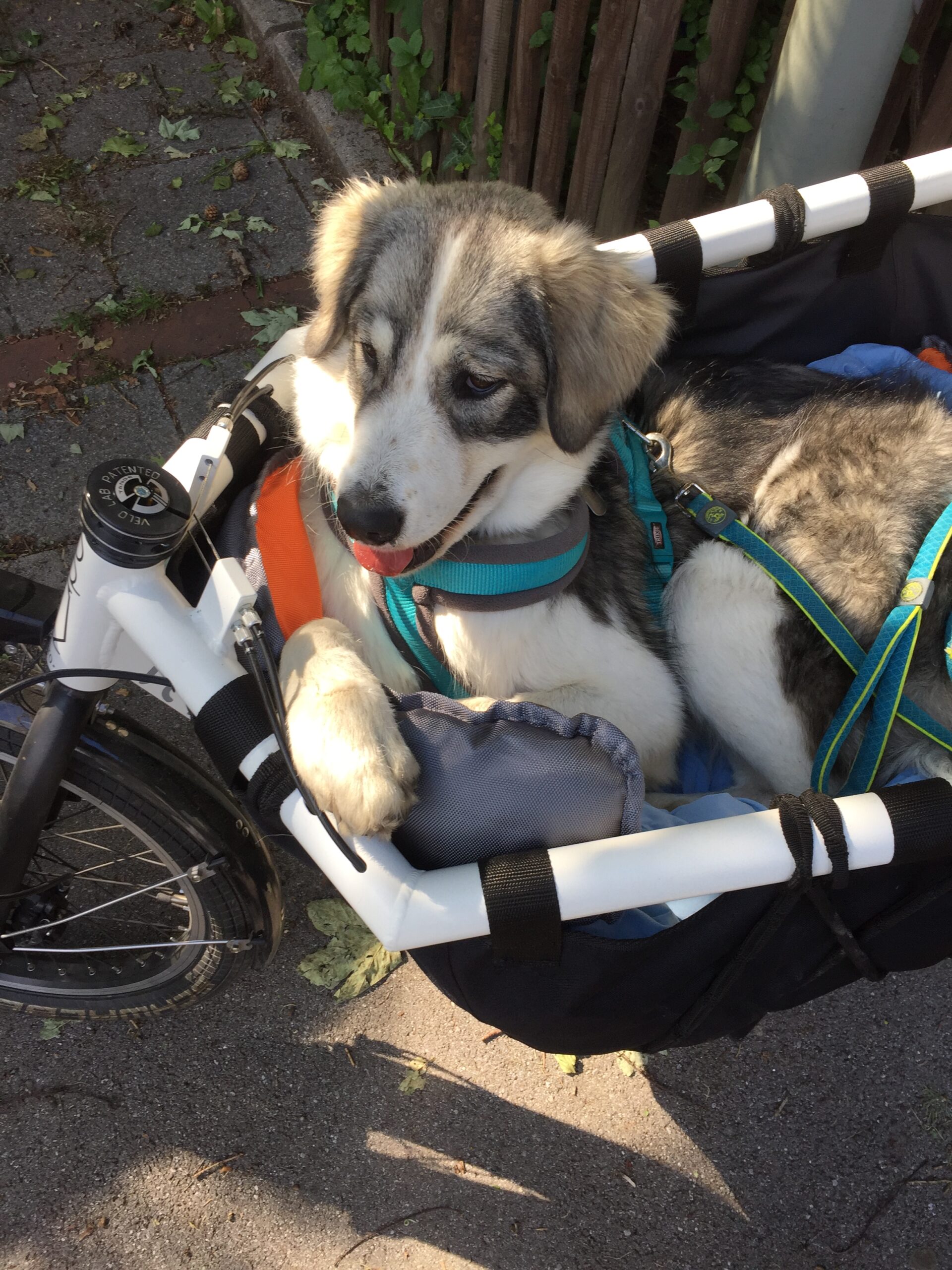 Herdenschutzhund sitzt in einem Cargobike