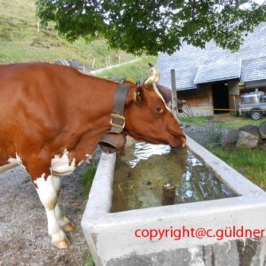 eine Kuh trinkt Wasser aus einem Almbrunnen