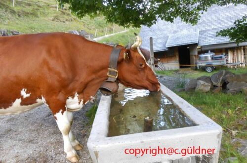 eine Kuh trinkt Wasser aus einem Almbrunnen